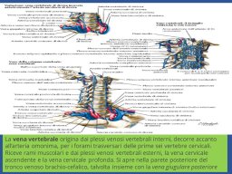 diapositiva4